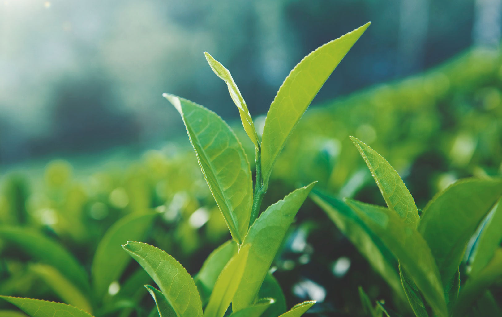 Tea Header A Daily Dose of Wellness - Benefits of Drinking Green Tea – Ringtons