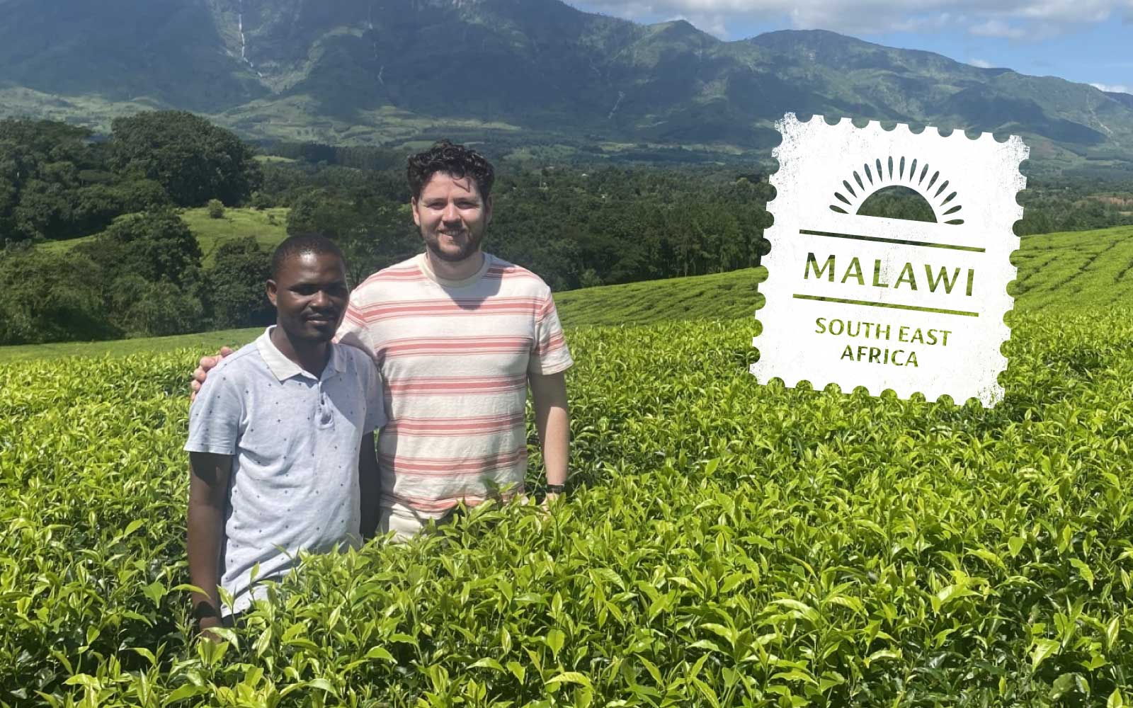 From Mulanje to Your Mug - A Visit to the Heart of Our Malawian Tea ...