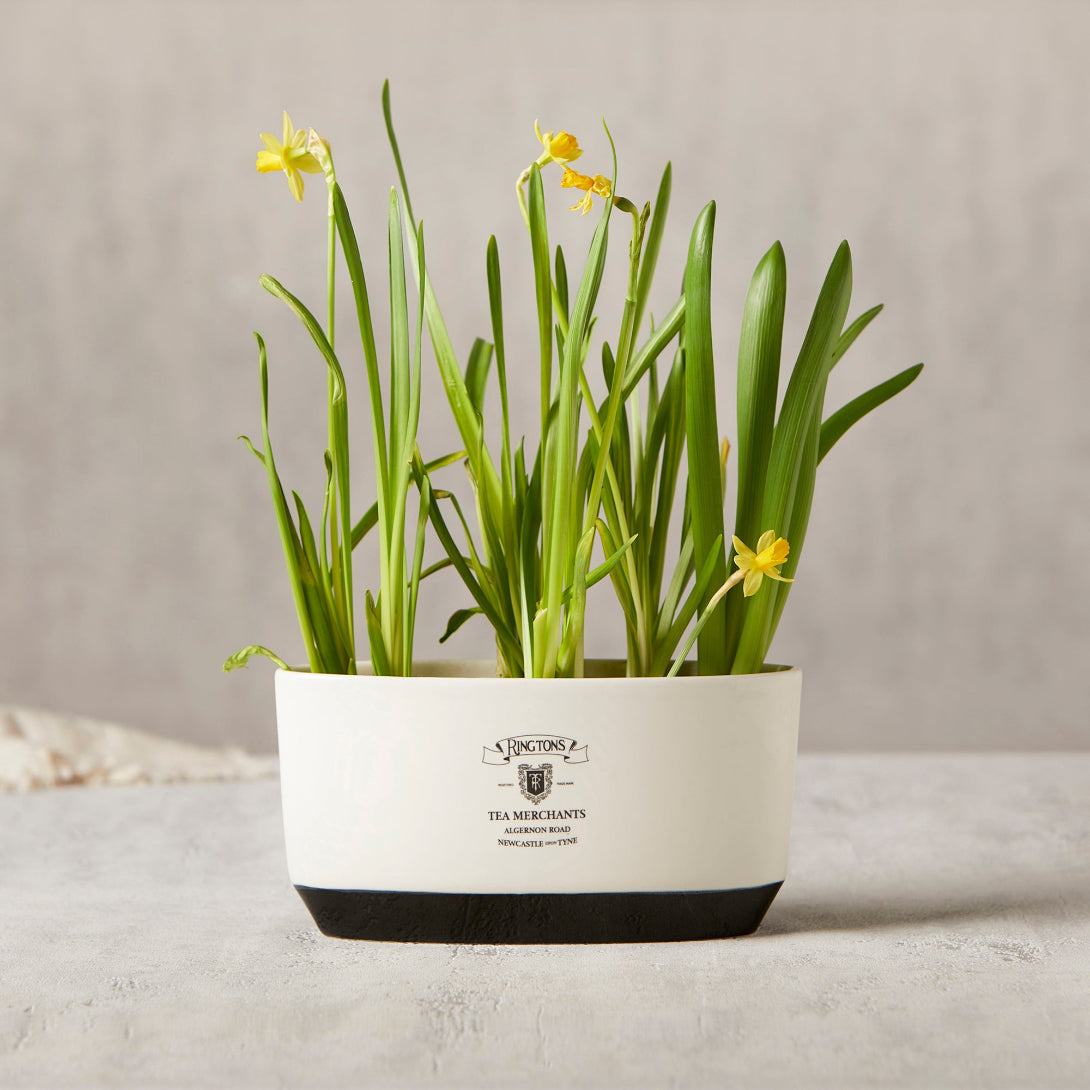 Cermaics Examples Ceramic Planter – Ringtons